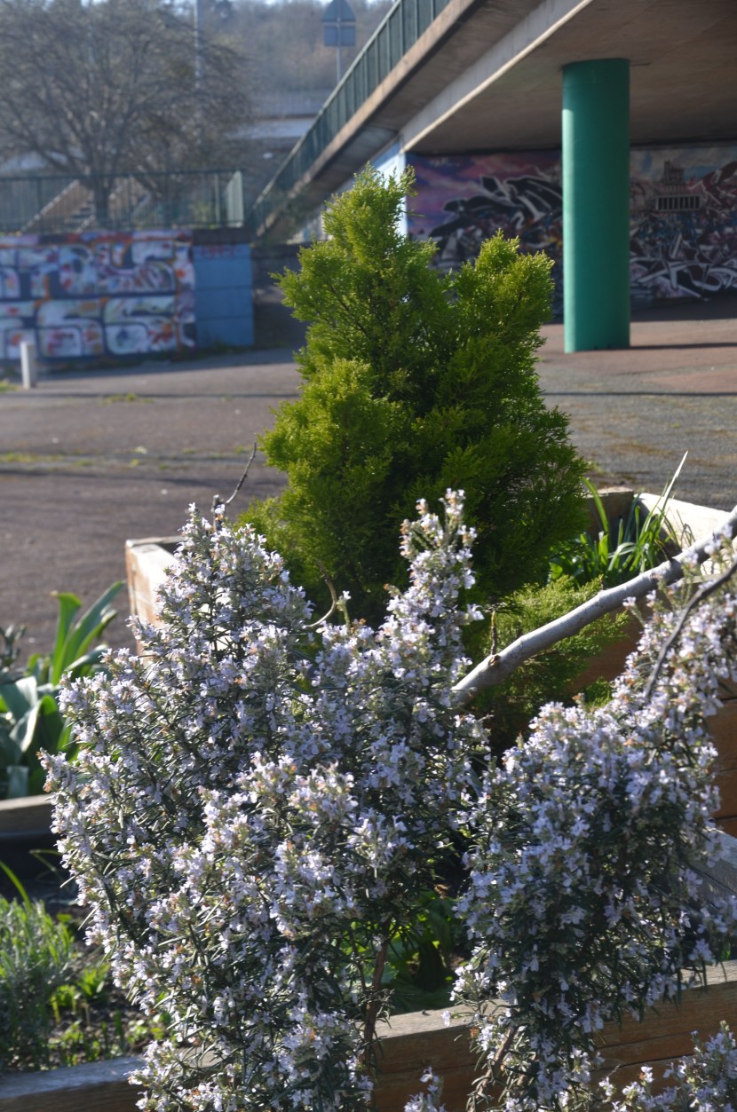 rosemary flowering