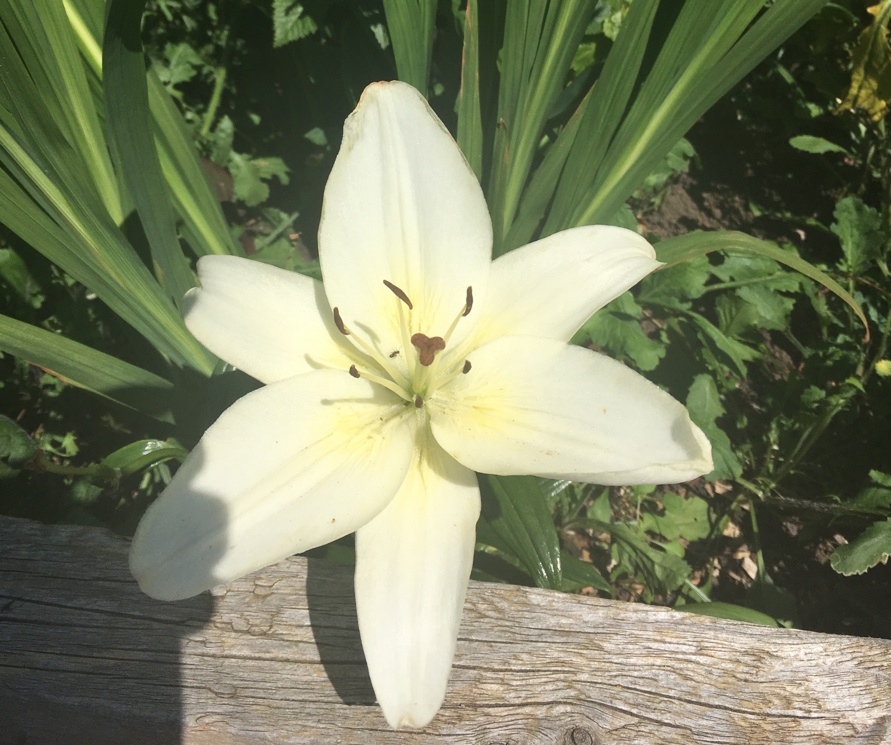 Aisiatic lily 2019